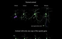 科学家确定神经再生所需的基因