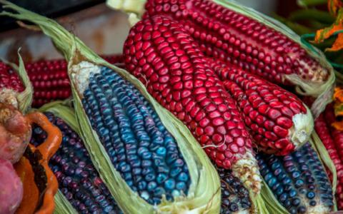 墨西哥的小农户保持玉米的遗传多样性