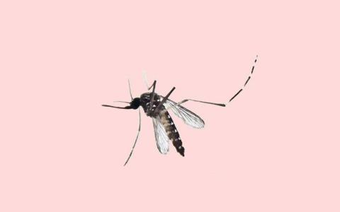 一群突变蚊子正在消灭疟疾