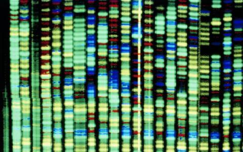 科学家发现了MS的遗传基因