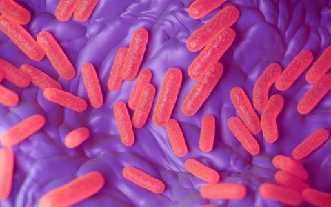 细菌潜伏逃避抗生素和削弱防御感染