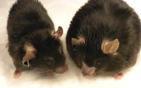 科学家确定导致小鼠肥胖的基因