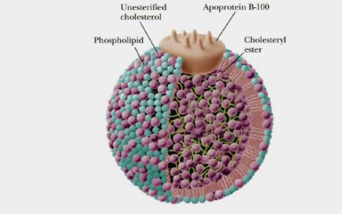科学家们确定了影响“坏”胆固醇的四个基因