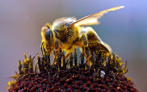 科学家确定帮助蜜蜂寻找花朵的基因