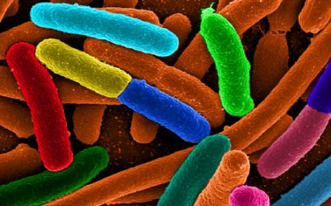 人类基因影响肠道微生物区系