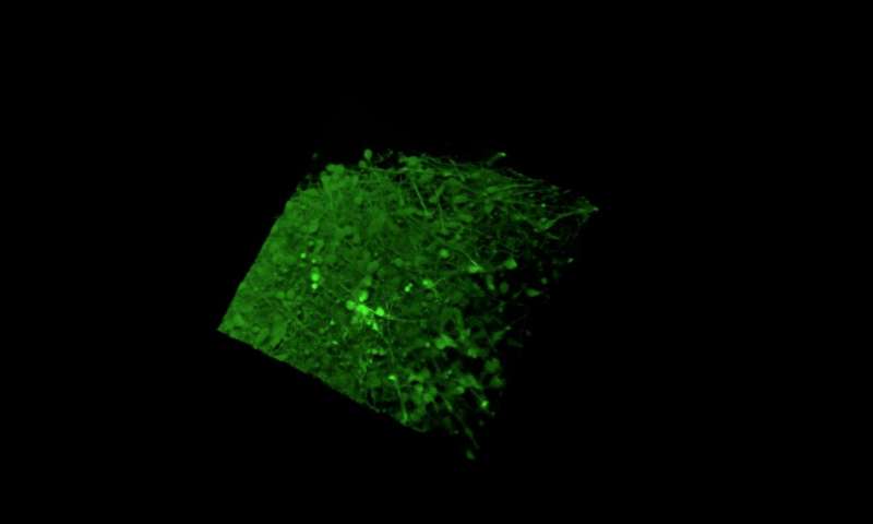 实验室创建的迷你大脑揭示了生长器官如何维持神经元平衡