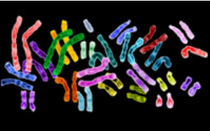 罕见的致死性疾病可追溯到X染色体上PIGA基因的变异