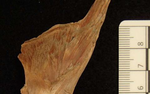 来自Viking鳕鱼骨头的DNA表明欧洲鱼类贸易有1000年的历史