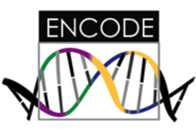 ENCODE RFA扩大努力以了解基因组