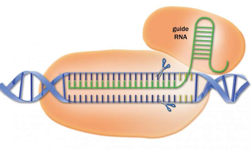 CRISPR靶向序列的文库增加了基因编辑方法的能力