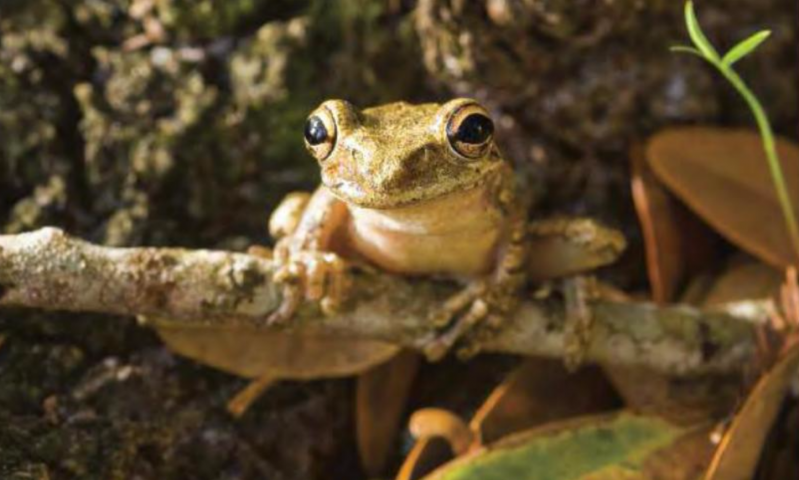 生物学家发现未来青蛙的健康受肠道微生物影响为蝌蚪