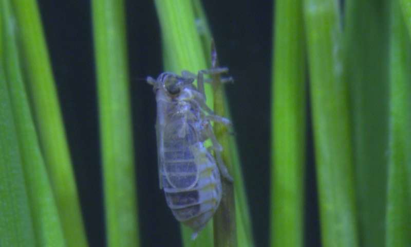 科学家们解开了稻飞虱控制未来作物病害爆发的潜力