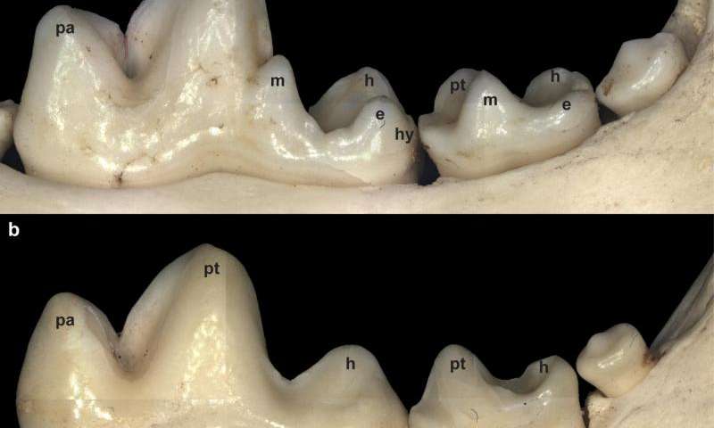 FOXI3基因参与牙尖形成