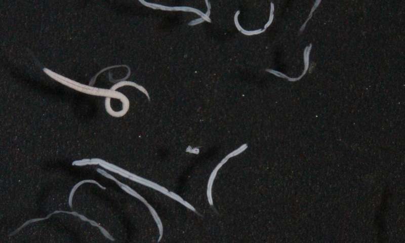 共生纤毛虫和细菌具有共同的祖先