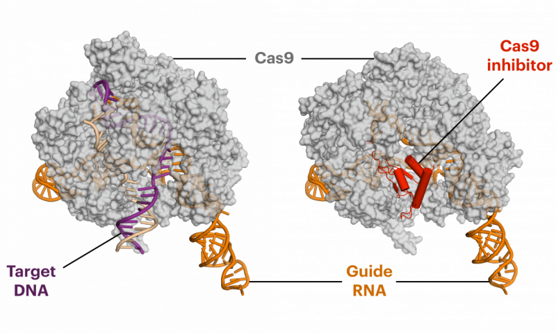 抗CRISPR蛋白降低CRISPR-Cas9的脱靶副作用