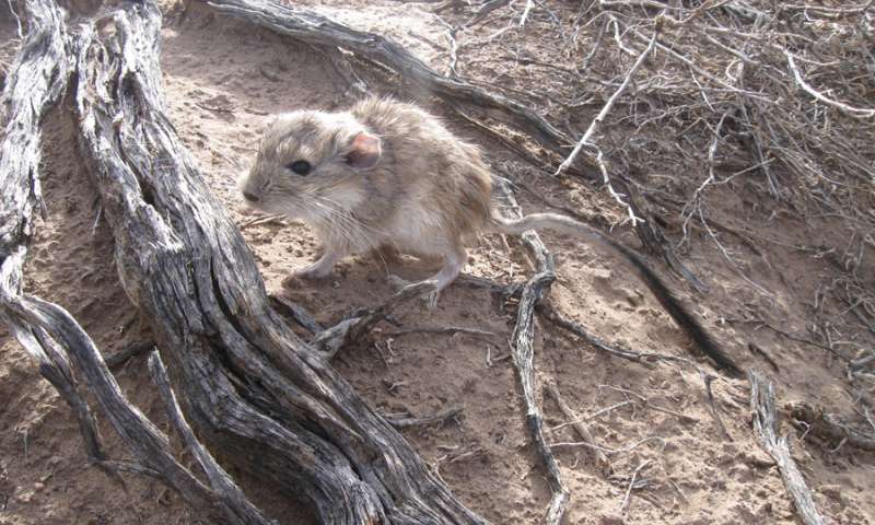 对罕见的阿根廷大鼠的新分析揭示了最大的哺乳动物基因组的起源