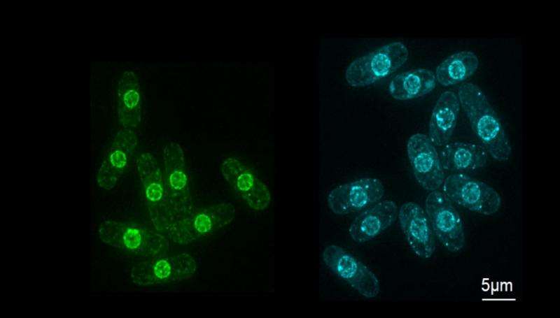 细胞如何控制核大小变得更加清晰  可以更好地了解癌症和衰老过程