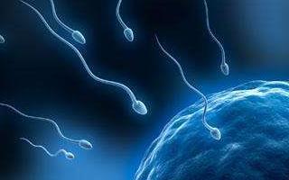 单一蛋白质控制精子发育所必需的遗传网络