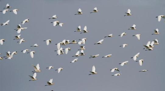 鸟类迁徙基因受地理条件的制约