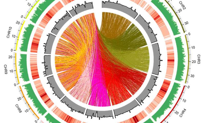 用于研究生物燃料原料的全基因组测序水稻突变体资源