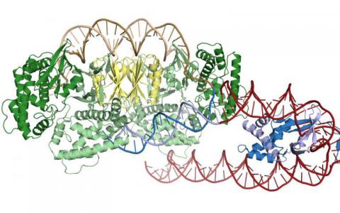 研究人员发现CRISPR蛋白质如何找到它们的靶标