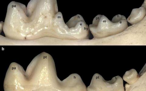 FOXI3基因参与牙尖形成