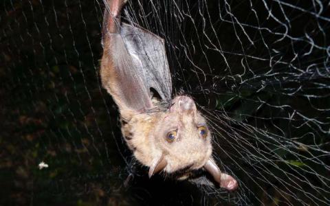 研究揭示了非洲蝙蝠 寄生虫和病毒的相互作用