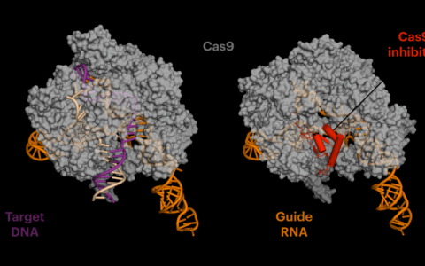 抗CRISPR蛋白降低CRISPR-Cas9的脱靶副作用