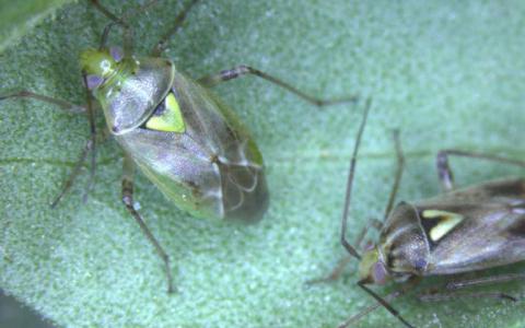 当雌性准备交配时 昆虫的抗反病毒告诉雄性