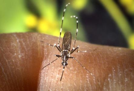 新的基因编辑技术可以驱除蚊子传播的疾病