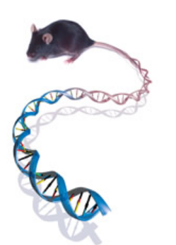 NHGRI研究人员在小鼠中实现成功的基因治疗