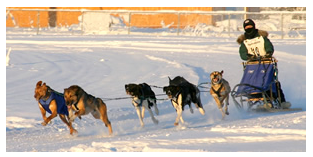 阿拉斯加雪橇犬遗传品种