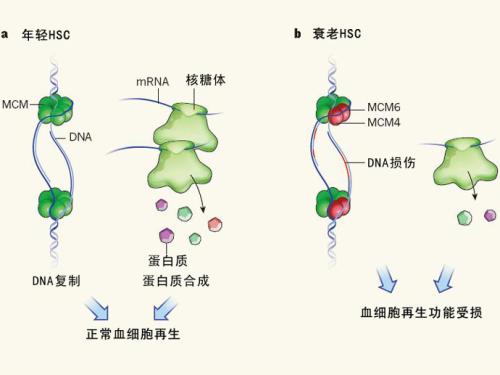 新发现的保护机制可作为细胞应激的第一反应者