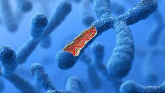 生物学家发现免疫系统可以消除染色体过多或过少的细胞