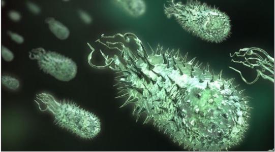 肺炎细菌的进化热点有助于它逃避免疫系统