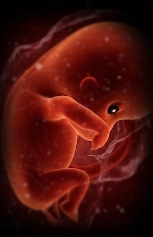 发育中的胎儿会对子宫内的面部形状做出反应