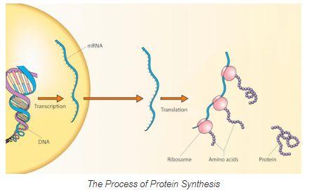 蛋白质Rrm3在复制过程中修复DNA断裂中的作用