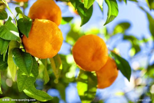 研究人员确定蛋白质靶标以阻止柑橘树病