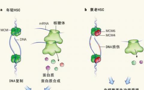 新发现的保护机制可作为细胞应激的第一反应者