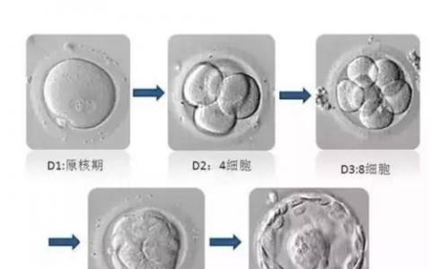 调节蛋白确保卵前体细胞在胚胎发育过程中增加其数量