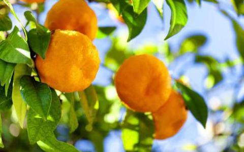 研究人员确定蛋白质靶标以阻止柑橘树病