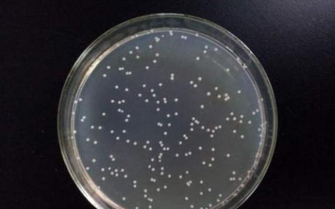 大肠杆菌和耻垢分枝杆菌对利福平耐药的演变