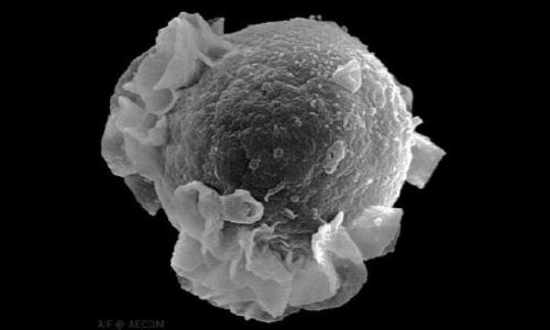 致癌的病毒掌握细胞的复制 永生