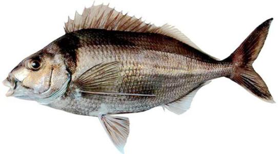 新西兰鱼和薯条持有人类DNA线索