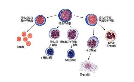 研究人员使用于理解细胞过程的工具更有用