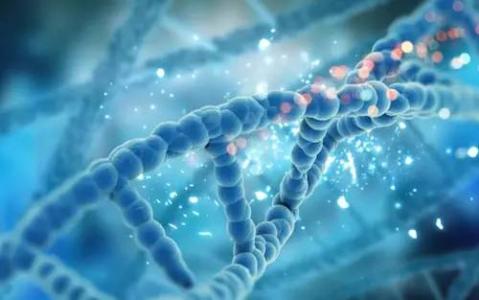 科学家用染色质可及性模拟基因调控