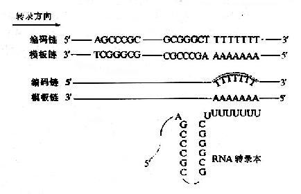 转录过程中RNA寿命的确定