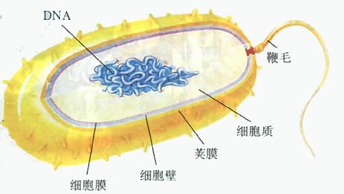 修饰细胞壁可以增加细菌脂质