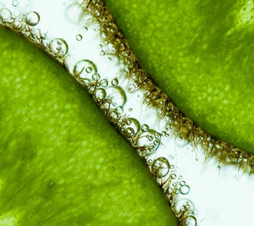解开叶绿体遗传学 科学家们将植物健康的关键基因分离出来