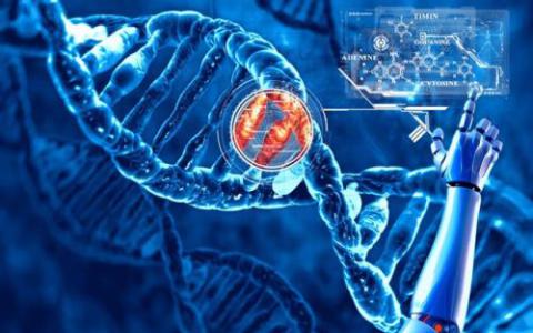 过度的DNA复制及其对抗癌症的潜在用途